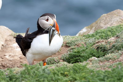 Close-up of bird perching on rock