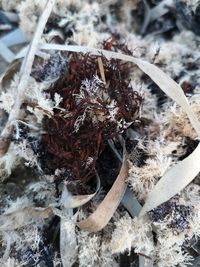 High angle view of dry plant on snow