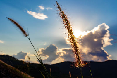 Close-up of stalks against sky at sunset