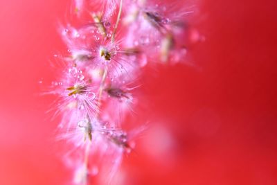 Close-up of pink dandelion flower