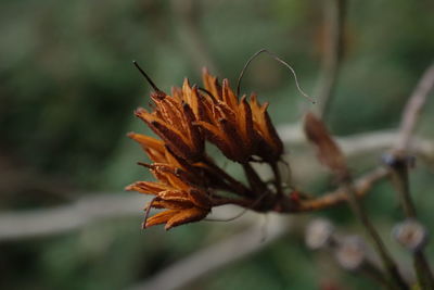 Close-up of plant