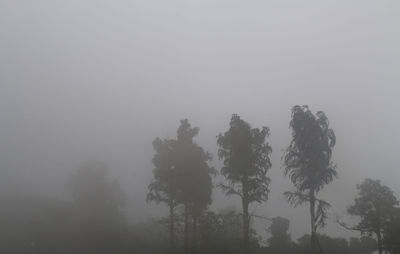 Low angle view of silhouette trees against sky