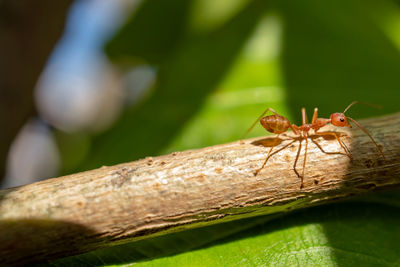 Weaver ant or orange gaster walking on tree branch. oecophylla smaragdina.