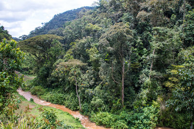 Scenic view of forest