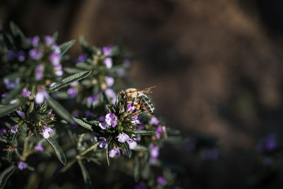 Close-up of bee on purple flowering plant