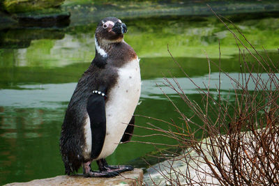 Close-up of penguin on grass