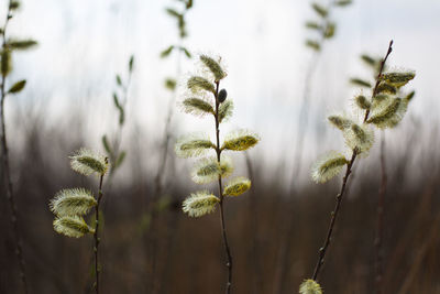 Close-up of plants against blurred background