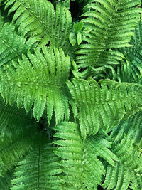 Natural green fern leaves background. bright foliage making an ideal backdrop for organic products 