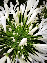 Close-up of white flowers