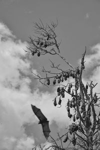 Low angle view of tree against sky