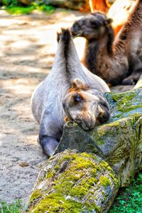 Close-up of animal on rock