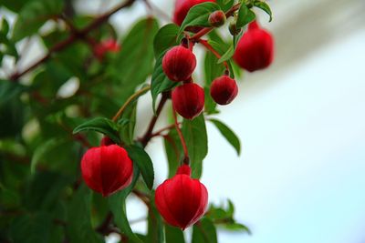 Close-up of red berries growing on tree