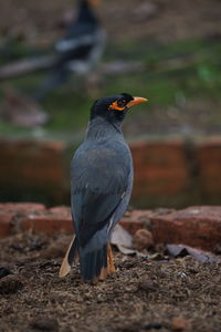 Close-up of bird perching on a land