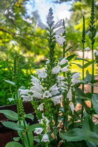 Close-up of flowering plant
