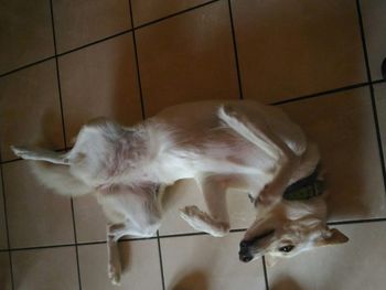 High angle view of a cat at home