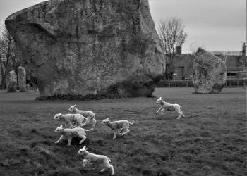 Spring lambs loving new life in spring at avebury