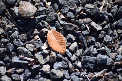 High angle view of autumnal leaves on stones