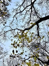 Low angle view of flowering tree against clear sky