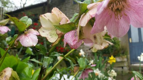 Close-up of flowers blooming outdoors