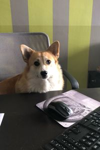 Portrait of dog sitting on table