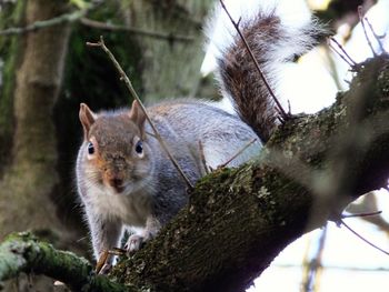 Close-up of squirrel on branch