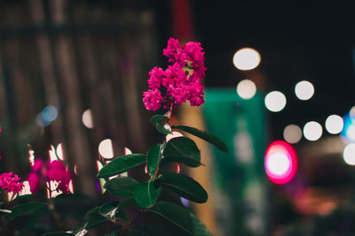 Close-up of pink flowering plant