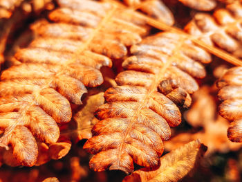 Full frame shot of firewood