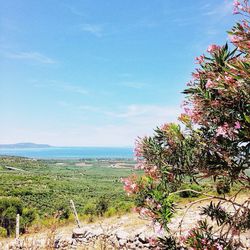 View of plants against clear sky