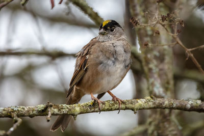 Golden crowned sparrow on a branch