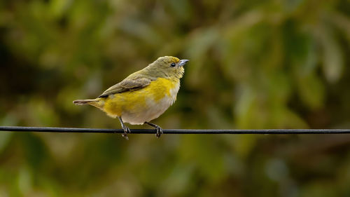 Close-up of bird perching on cable