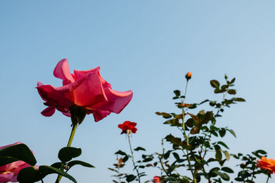 Low angle view of red flowering plant against sky