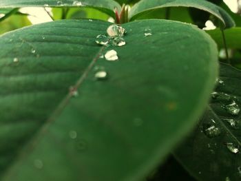 Close-up of water drops on leaf