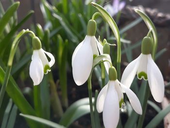 Close-up of white flowering plants