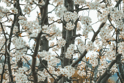 Close-up of cherry blossom growing on tree