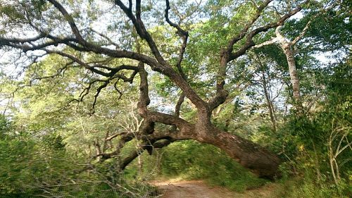 Trees growing in forest