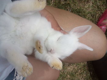 Close-up of hand holding white cat