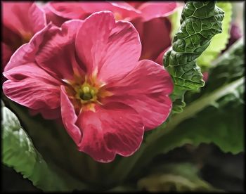 Close-up of pink flower