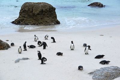View of birds on beach