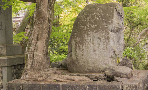 Trees growing on rocks