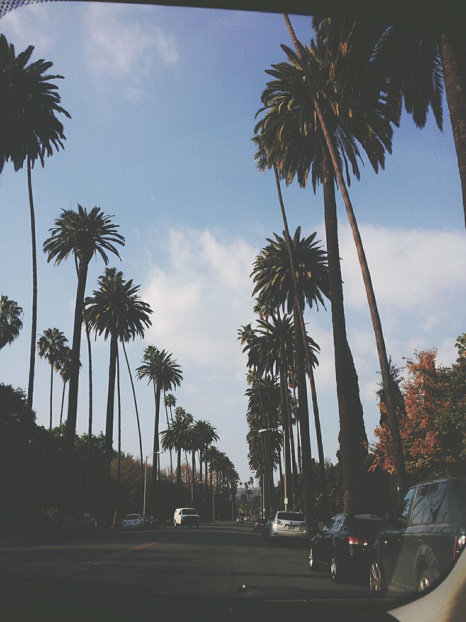 palm tree, tree, sky, cloud - sky, coconut palm tree, transportation, silhouette, low angle view, growth, tree trunk, road, cloud, car, nature, blue, sunlight, tranquility, scenics, land vehicle, beauty in nature