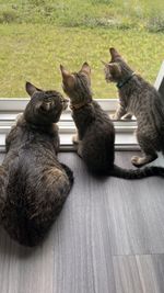 cat