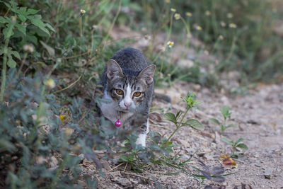 Portrait of a cat on field