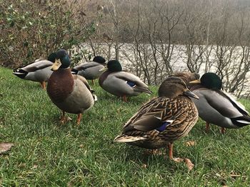 Ducks on grassy field by lake