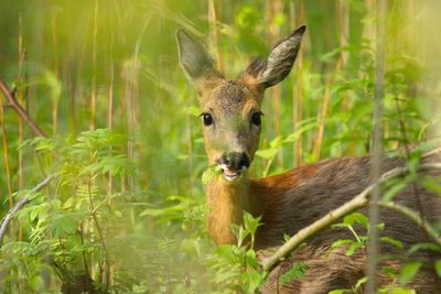 Portrait of roe deer on field