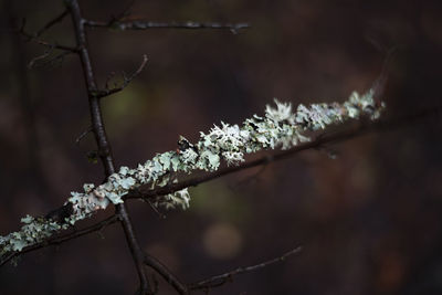 Close-up of frozen plant