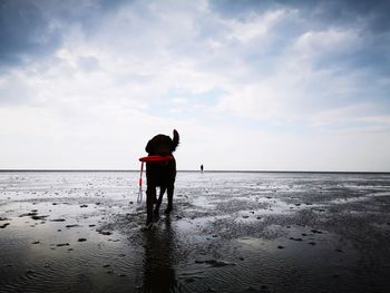 Rear view of labrador dog standing on beach against sky