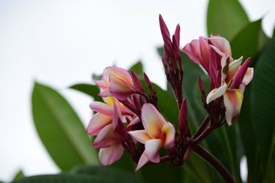 Close-up of pink flowering plant