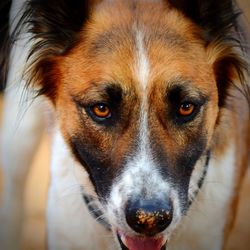 Close-up portrait of dog looking at camera