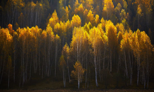 Trees in forest during autumn