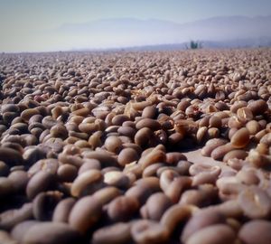 Close-up of pebbles on beach against sky